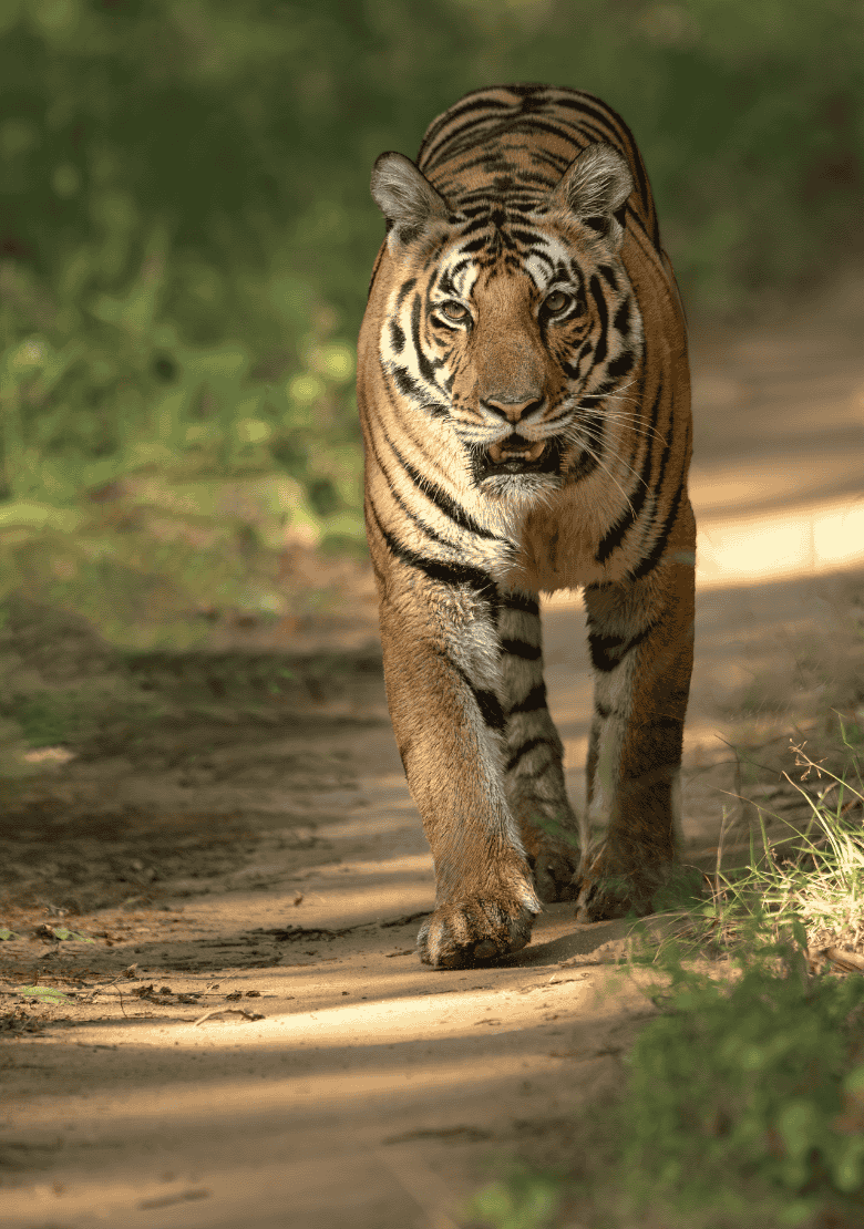 Kanha Tiger
